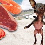 Letting a Homeless Dog Pick His First Meal!