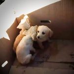 Man Pulls Puppies Out of Trash Every Single Day