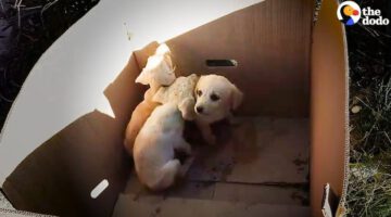 Man Pulls Puppies Out of Trash Every Single Day