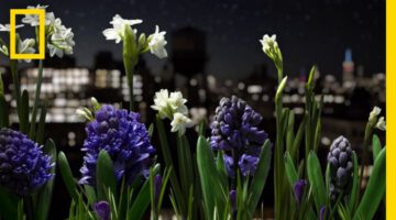 Absolutely Breathtaking Flower Garden Time-Lapse