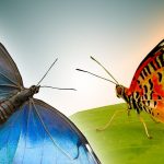 Butterflies in Slow Motion