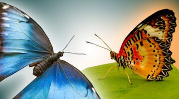 Butterflies in Slow Motion