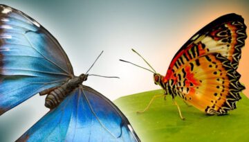 Butterflies in Slow Motion