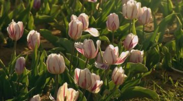 Texas Tulips – Texas Country Reporter