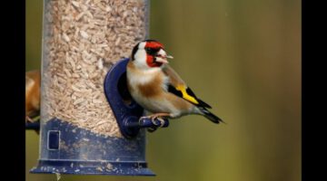 How to Attract Birds to Your Garden Tutorial