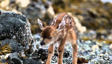 A Beautiful Fawn