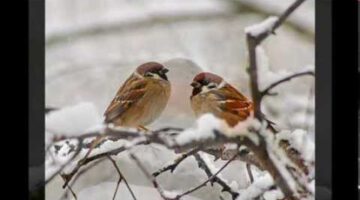 A Christmas Story: The Man And The Birds