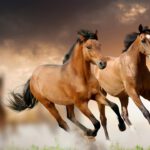 APACHE The Shadows – Beautiful HORSES