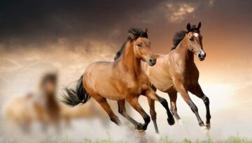 APACHE The Shadows – Beautiful HORSES