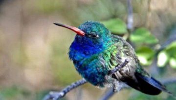 Morning Has Broken – Cat Stevens