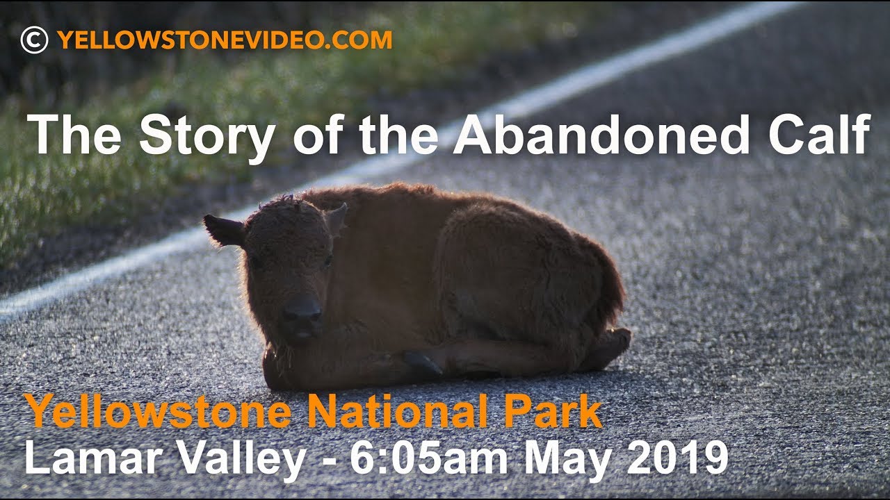 The Story of the Abandoned Bison Calf