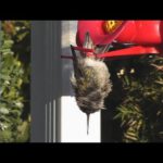 Hummingbird Sleeping While Hanging Upside Down